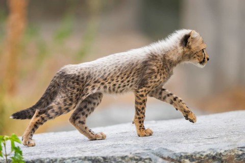 Cheetah (Acinonyx jubatus) youngster walking on a rock, captive, occurrence Africa