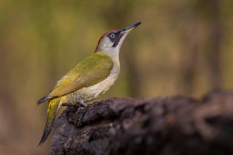 European Green Woodpecker (Picus viridis) female, Subotica, Serbia