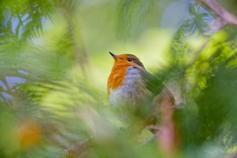 European robin (Erithacus rubecula) resting on branch surrounded by soft green foliage, Germany