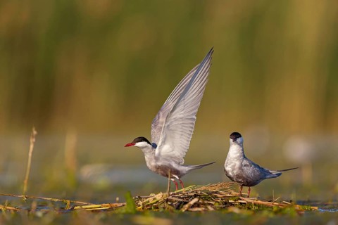 White-bearded Tern, White-bearded Tern, (Chlidonias hybridus), (Chlidonias hybrida), Marsh Tern