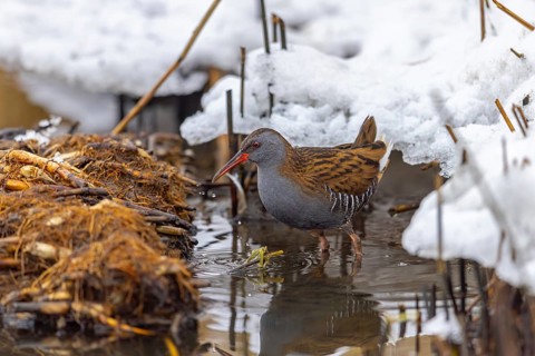 European water rail (Rallus aquaticus) adult foraging along snow covered pond shore at marshland in