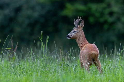 The rut has just begun and the roebuck (Capreolus capreolus) looks very determined, leaf time,