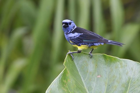 Turquoise Tanager (Tangara mexicana) perched on a branch in Ecuador, South America