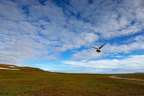 Falkenraubmöwe, Long-tailed Skua, Long-tailed Jaeger, Stercorarius longicaudus, Labbe à longue