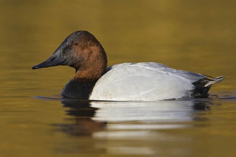 Canvasback (Aythya valisineria) male, British Columbia, Canada