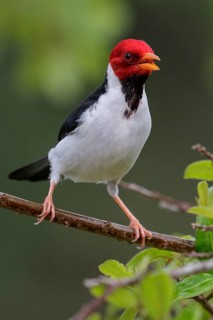 Yellow-billed Cardinal (Paroaria capitata) perched on a branch in the Pantanal region of Brazil