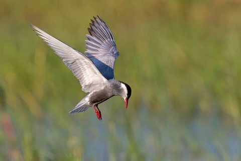 White-bearded Tern, (Chlidonias hybridus, Chlidonias hybrida, family of terns, flight, biotope,