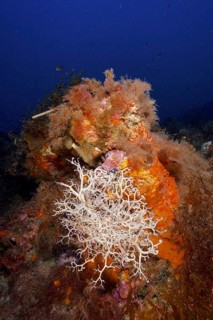 Mediterranean Gorgon's Head (Astrospartus mediterraneus)