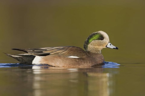 American Wigeon (Mareca americana) male, British Columbia, Canada