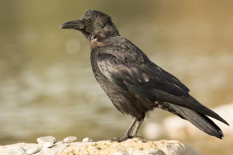 Carrion Crow (Corvus corone), Bavaria, Germany