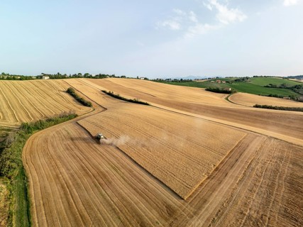 Aerial view of golden wheat fields in Macerata, Italy, during harvest season. A combine harvester