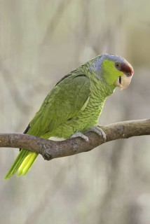 Lilac-crowned Amazon (Amazona finschi), Arizona, USA