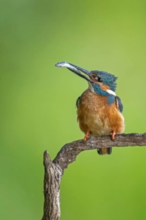 Common Kingfisher (Alcedo atthis) male perched on a branch with fish in its beak, Saxony-Anhalt,