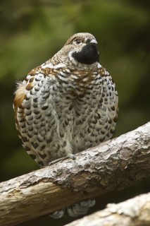 Hazel Grouse (Tetrastes bonasia) male