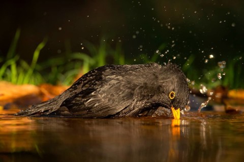 A common blackbird, identifiable by its dark plumage and bright yellow eyes, is captured mid-bath,