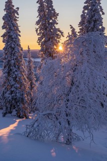 Snowy spruces and birches against light, Norrbotten, Lapland, Sweden, February 2024
