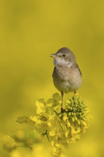 Common Whitethroat (Sylvia communis) singing, Lower Saxony, Germany