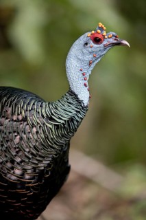 Ocellated Turkey (Meleagris ocellata) male, Peten, Guatemala