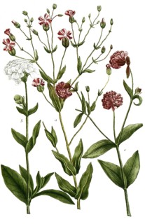 Botany, plants, a. lychnis vaccaria, b. lychnis ocymoides album multis, c. lychnis hortensis
