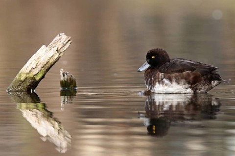 Tufted Duck (Aythya fuligula) female, Lower Saxony, Germany