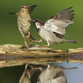 House Sparrow (Passer domesticus), Germany