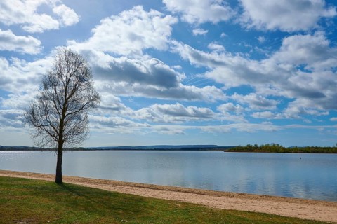 A single tree on the shore of a lake on sandy ground under a cloudy sky, Altmühlsee, Muhr am See,