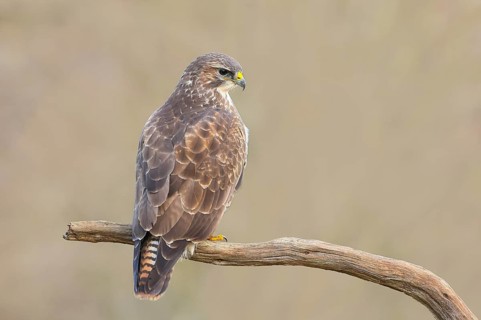 Buzzard (Buteo buteo) sitting attentively on a branch, wildlife, animals, birds, bird of prey,