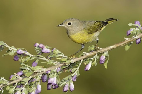 Nashville Warbler (Leiothlypis ruficapilla), Texas, USA