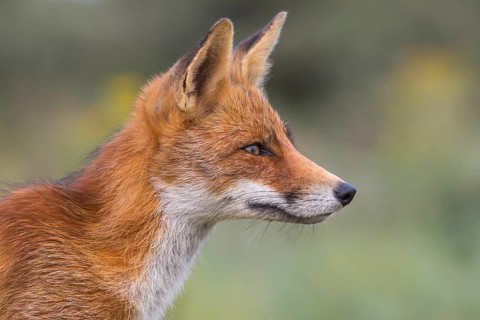 Red Fox (Vulpes vulpes) adult portrait, Netherlands