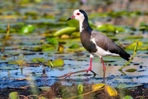 Long-toed Lapwing (Vanellus crassirostris), bird on the shore, Mabamba Swamp, Lake Victoria, Uganda
