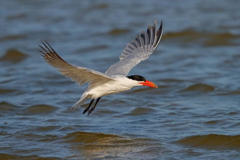 Caspian Tern, (Sterna caspia), family of plovers, flight photo, biotope, foraging, Raysut, Salalah,