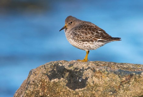 Rock Sandpiper (Calidris ptilocnemis), British Columbia, Canada