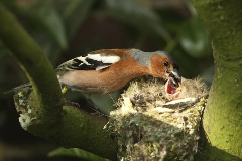 Common Chaffinch (Fringilla coelebs) juvenile male, Lower Saxony, Germany