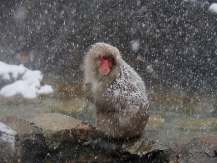 Snow monkey (Macaca fuscata)