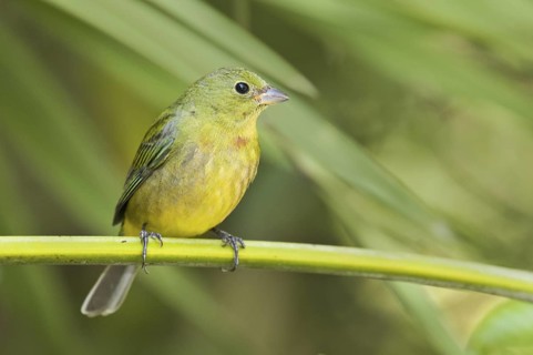 Painted Bunting (Passerina ciris) female, Florida, USA