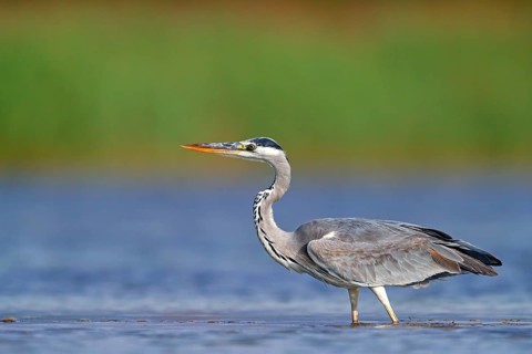 Grey grey heron (Ardea cinerea), Foraging, Boat Trip, Tiszaalpár, Kiskunsági National Park,