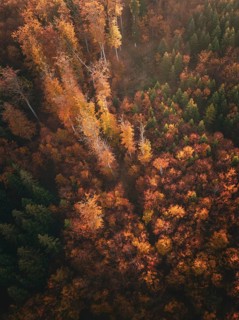 Bird's eye view of an autumnal forest with green and orange trees and intense colours, Gechingen,