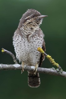 Eurasian Wryneck (Jynx torquilla), Baden-Wuerttemberg, Germany