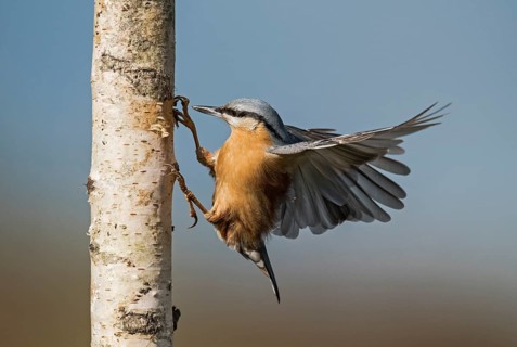 Eurasian Nuthatch (Sitta europaea) spreading wings, Aosta Valley, Italy