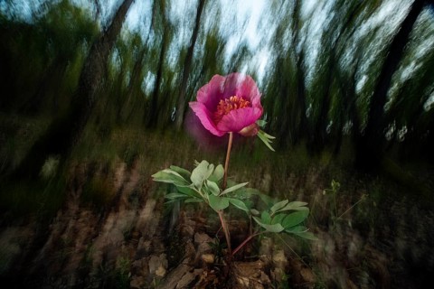 A vibrant wild rose blooms against a blurred forest backdrop, capturing the essence of spring. The