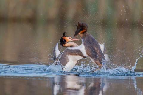 Great crested grebe (Podiceps cristatus) two adult male birds fighting on a lake in spring,