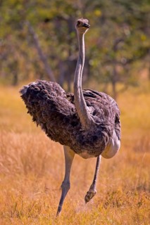 Struthio camelus, Ostrich, Botswana, Africa, Wildlife