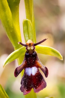 Fly orchid, orchid, plant, flower, ragwort family, (Ophrys insectifera) Lower Saxony, Federal
