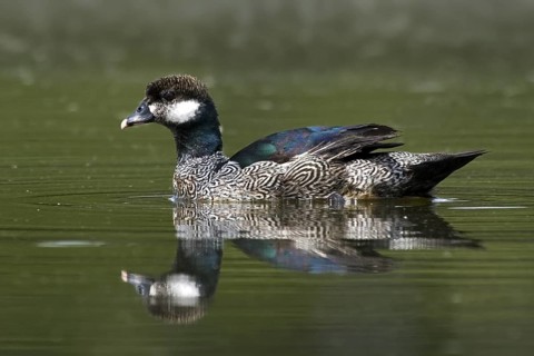 Green Pygmy Goose (Nettapus pulchellus) male, Northern Territory, Australia