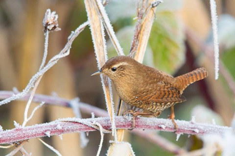 Wren, Wren, Winter Wren, (Troglodytes troglodytes), Troglodyte mignon, animals, birds, songbirds,
