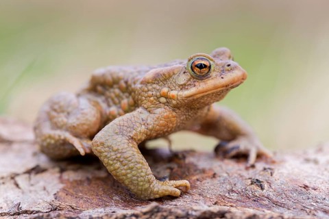 Common toad, (Bufo bufo), animals, amphibians, toad, toads, frogs, family of the true toads,