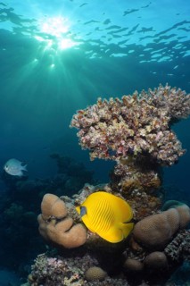 Maskarill masked butterflyfish (Chaetodon semilarvatus)