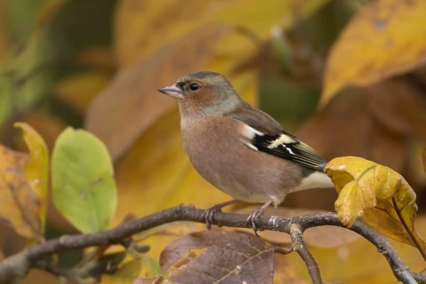 Eurasian chaffinch (Fringilla coelebs) adult male garden bird in a Magnolia tree with autumn colour