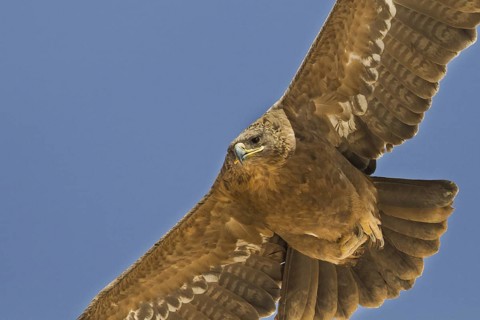 Steppe Eagle (Aquila nipalensis) flying, Oman