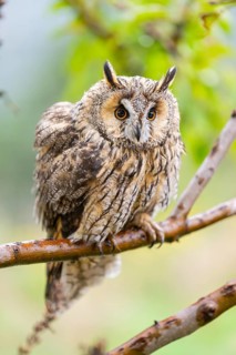 Long-eared owl (Asio otus), or lesser horned owl, sitting on a branch, captive, Pyrenees,